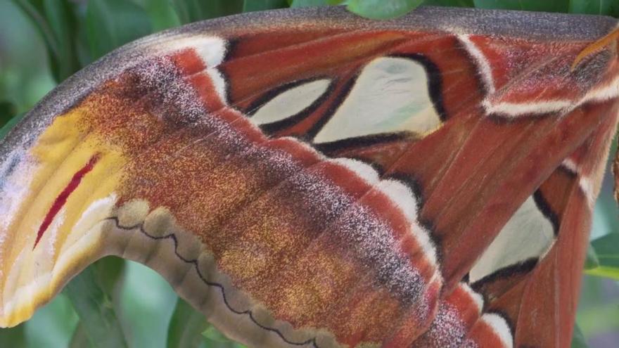 Nacen las mariposas más grandes del mundo en l'Oceanogràfic