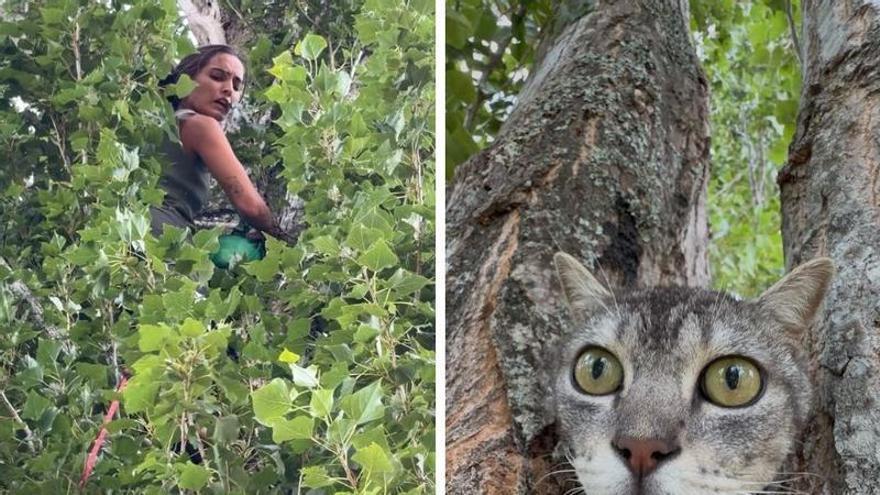 Rescate en las alturas: escala un árbol en el Club de Campo de Vigo para salvar a un gato que llevaba cuatro días atrapado