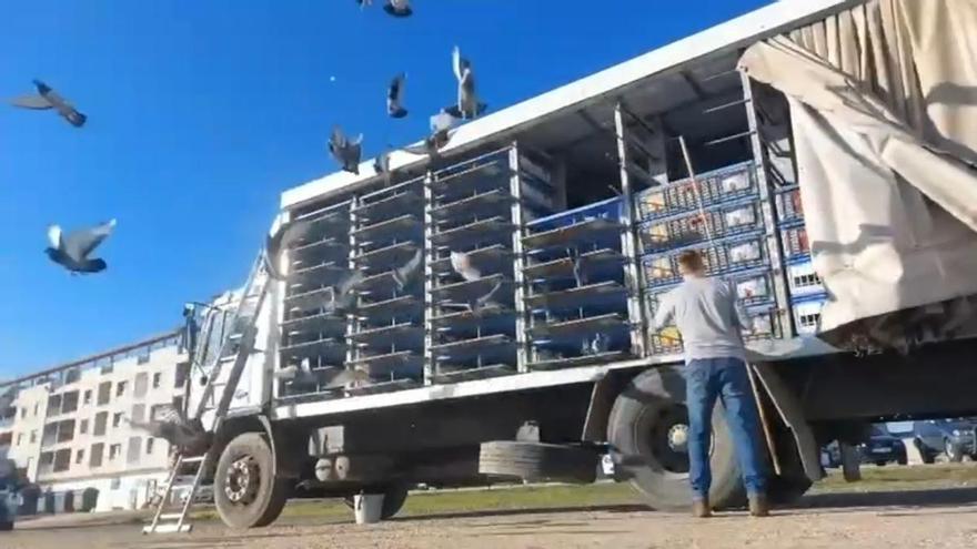 Una de las sueltas de palomas mensajeras que se llevan a cabo en una competición de colombofilia