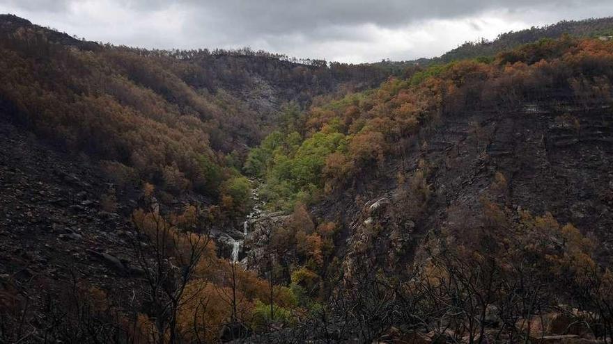 Paisaje de monte quemado el pasado otoño en Ponte Caldelas. // Gustavo Santos