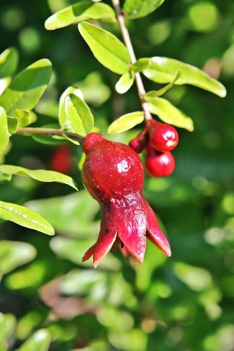 Auf der Bio-Finca S’Hort de Son Morro wachsen rund 500 Bäume, die ab jetzt reife Granatäpfel tragen. Besitzer José Romero weiß, welche Sorten besonders gut munden – und wie man die Früchte am besten s