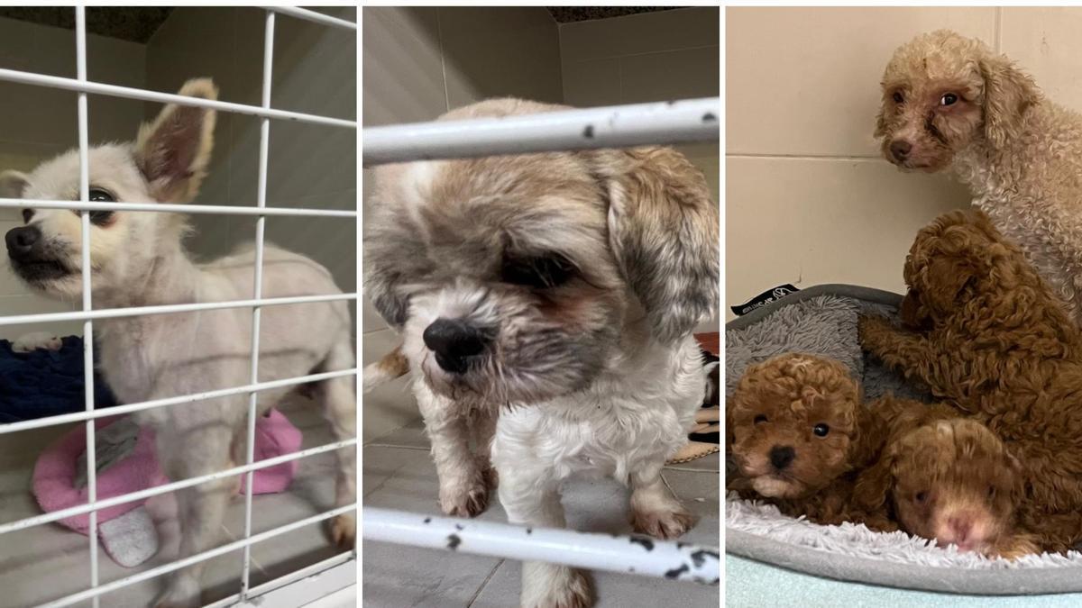 Algunos de los perros recuperados en el criadero de Serín