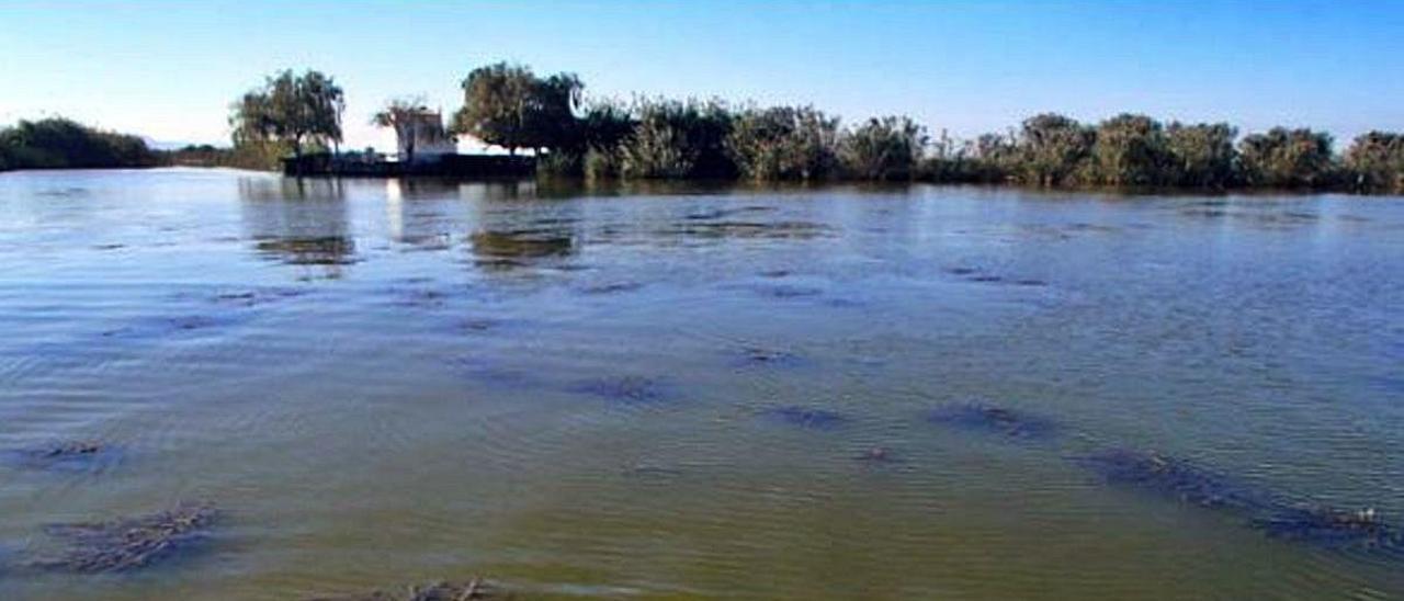 Seis especies de vegetación desaparecidas vuelven a colonizar más del 85 % de l&#039;Albufera