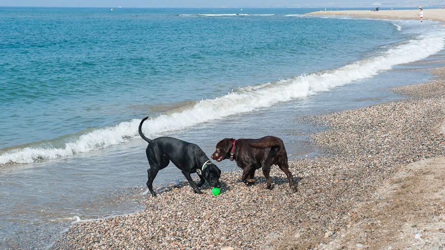Dos perros juegan en una playa