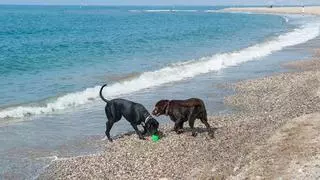 Las playas de la Región para disfrutar con tu perro este verano