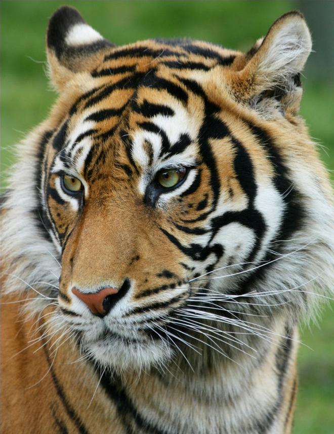 Tigre Zoo de Lisboa