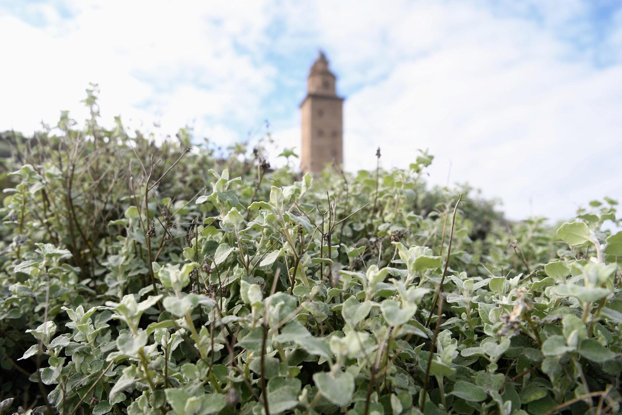 Una nueva especie invasora coloniza en A Coruña la zona de la Torre de Hércules