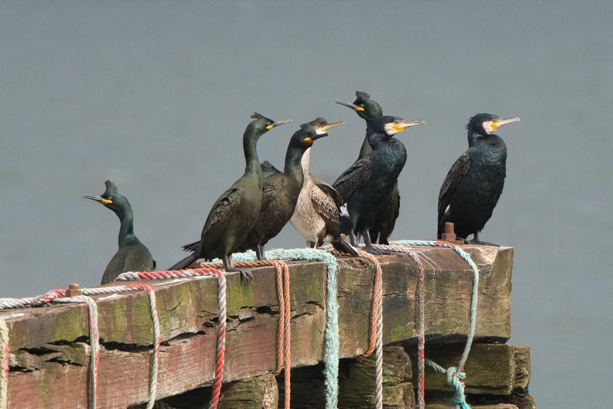 Un grupo de cormoranes.
