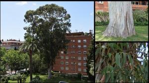 L’eucaliptus del passeig de la Bonanova, en Barcelona.