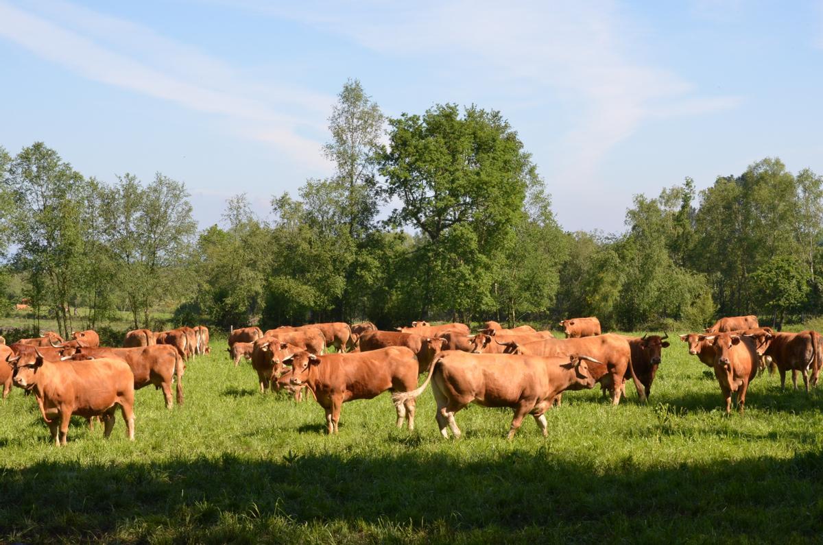 Ejemplares de ternera gallega.
