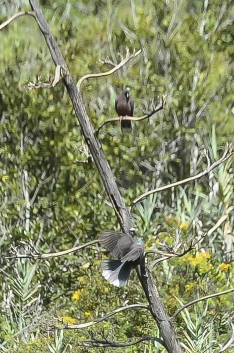 SUELTA DE PALOMAS RABICHE