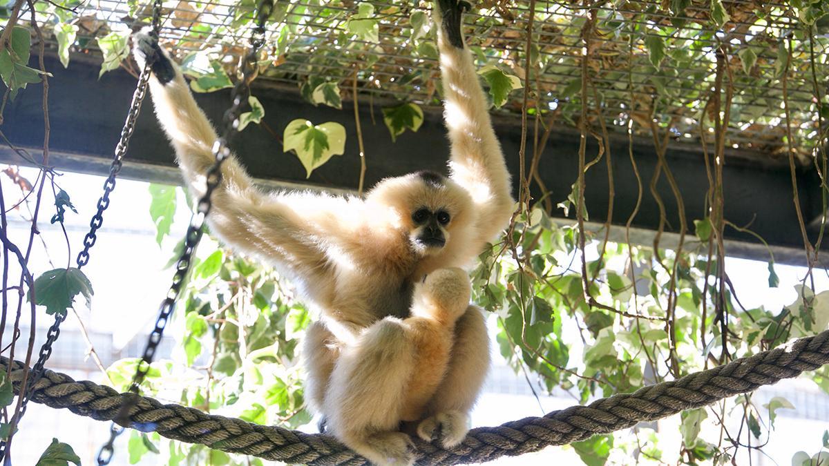 Un ejemplar de gibón de mejillas blancas y su cría, en el Zoo de Córdoba.