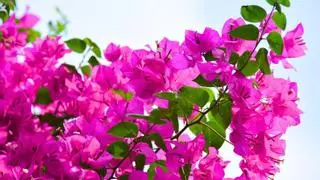 5 plantas para terrazas con mucho sol: ideales para llenar de vida tu casa este verano