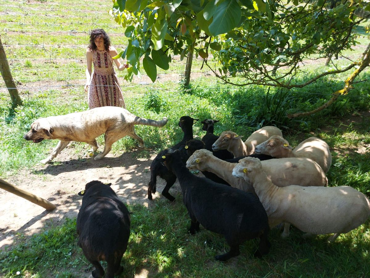 La emprendedora junto a sus ovejas.