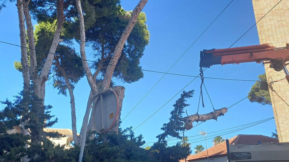 Tala de pinos centenarios en Santiago de la Ribera | Suspenden la tala ...