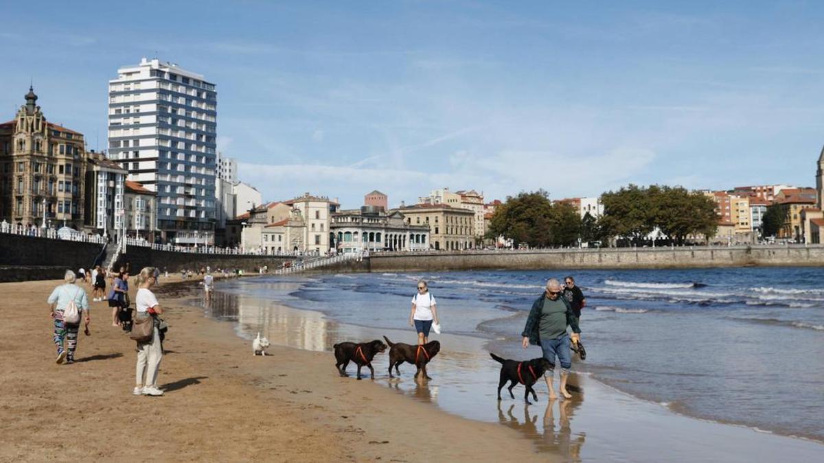 VÍDEO: Los dueños de perros celebran que los canes puedan acceder a la playa de San Lorenzo en las noches veraniegas: "No molestan a nadie"