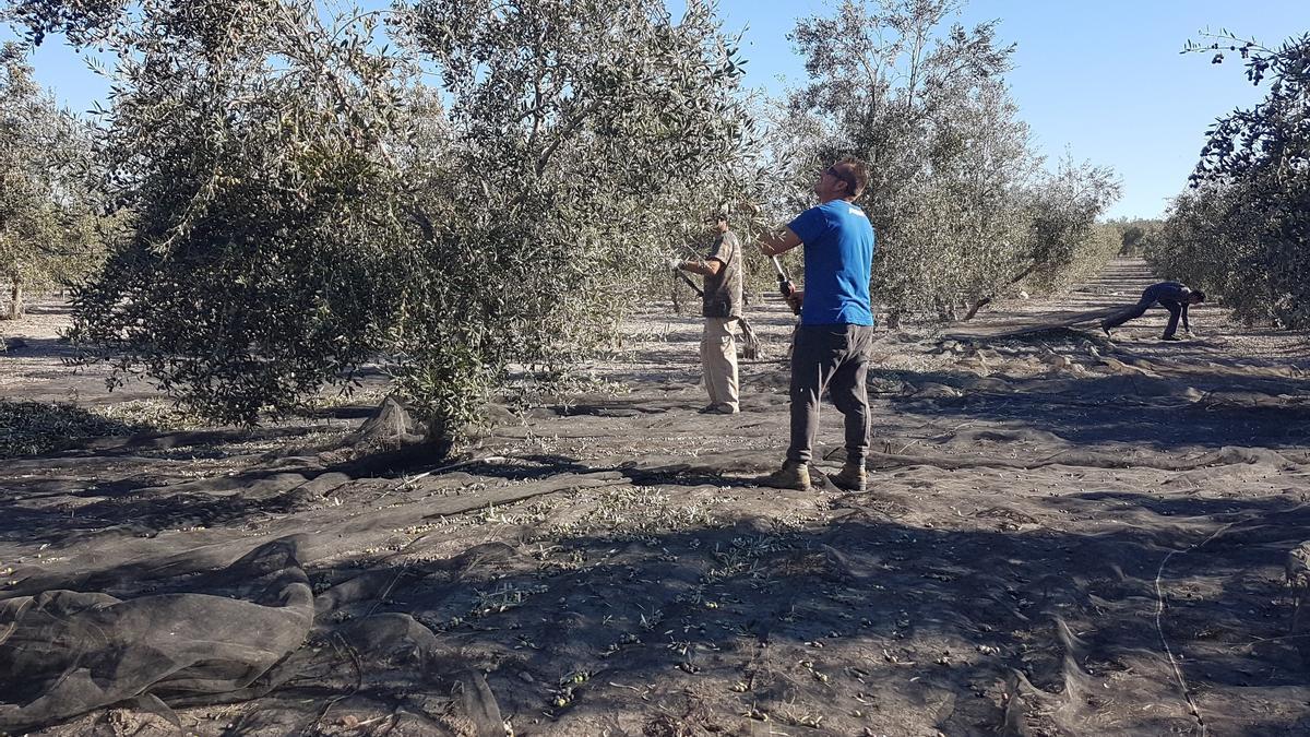 Asaja y UPA alertan del impacto que tendrá la subida del salario mínimo en el campo.