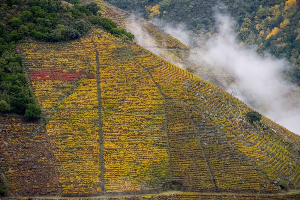 La Ribeira Sacra luce estos días unos hermosos colores otoñales // Brais Lorenzo