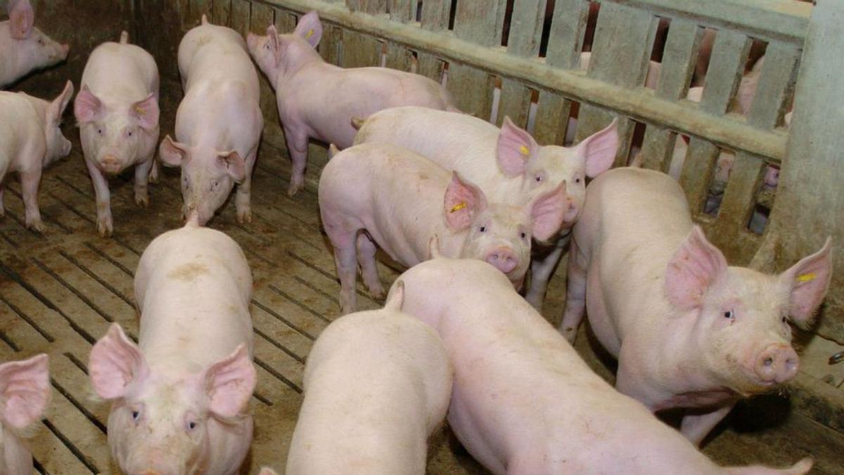 Cerdos en una explotación de ganado porcino. | Archivo