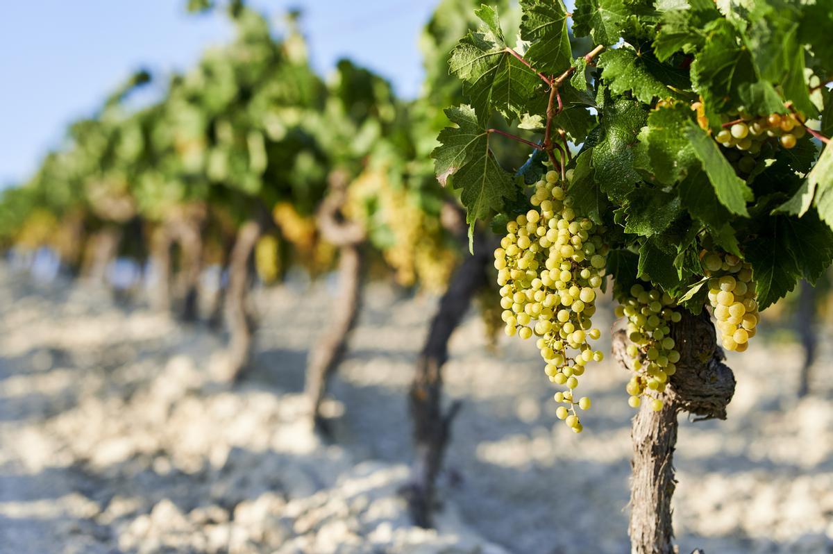 Viñedos de Jerez de la Frontera en un día soleado
