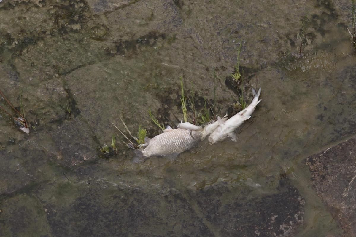 La mancha de orujo deja cientos de peces muertos en el Guadalquivir.