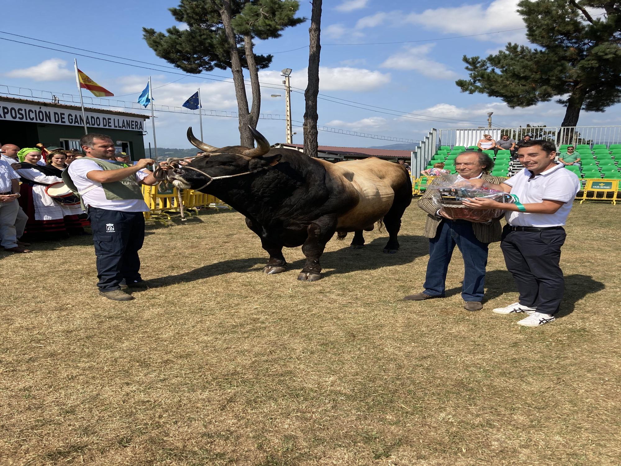 El concurso de ganado de Llanera fue todo un éxito: aquí tienes algunas de las reses ganadoras