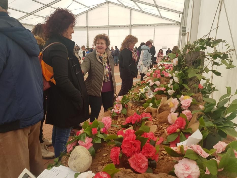 Éxito de la muestra de camelias en Luarca