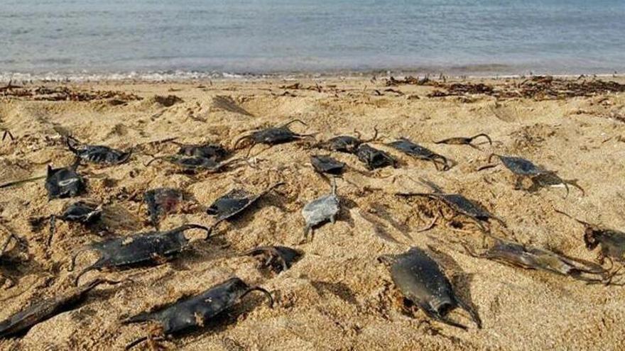 Ous de tauró a la platja de l&#039;Escala