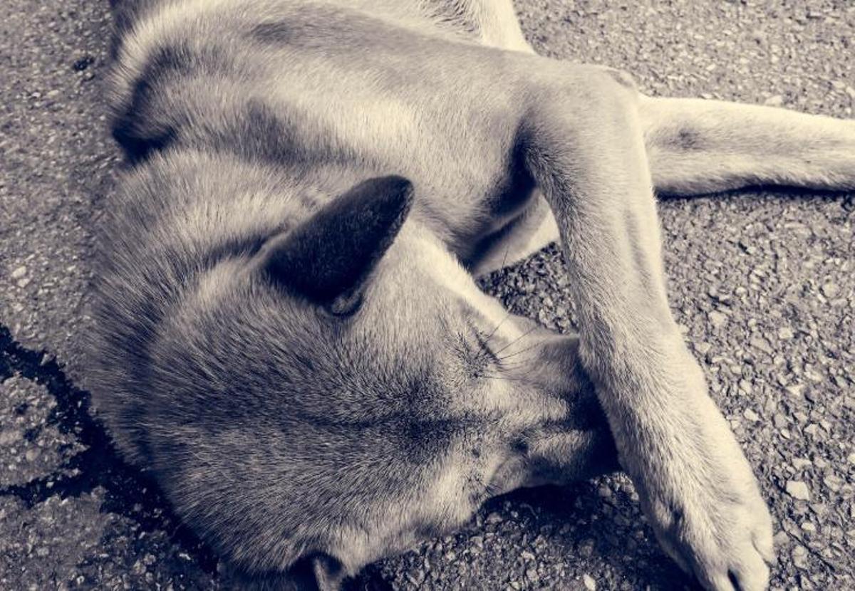 Els animals també necessiten expressar la seva pèrdua