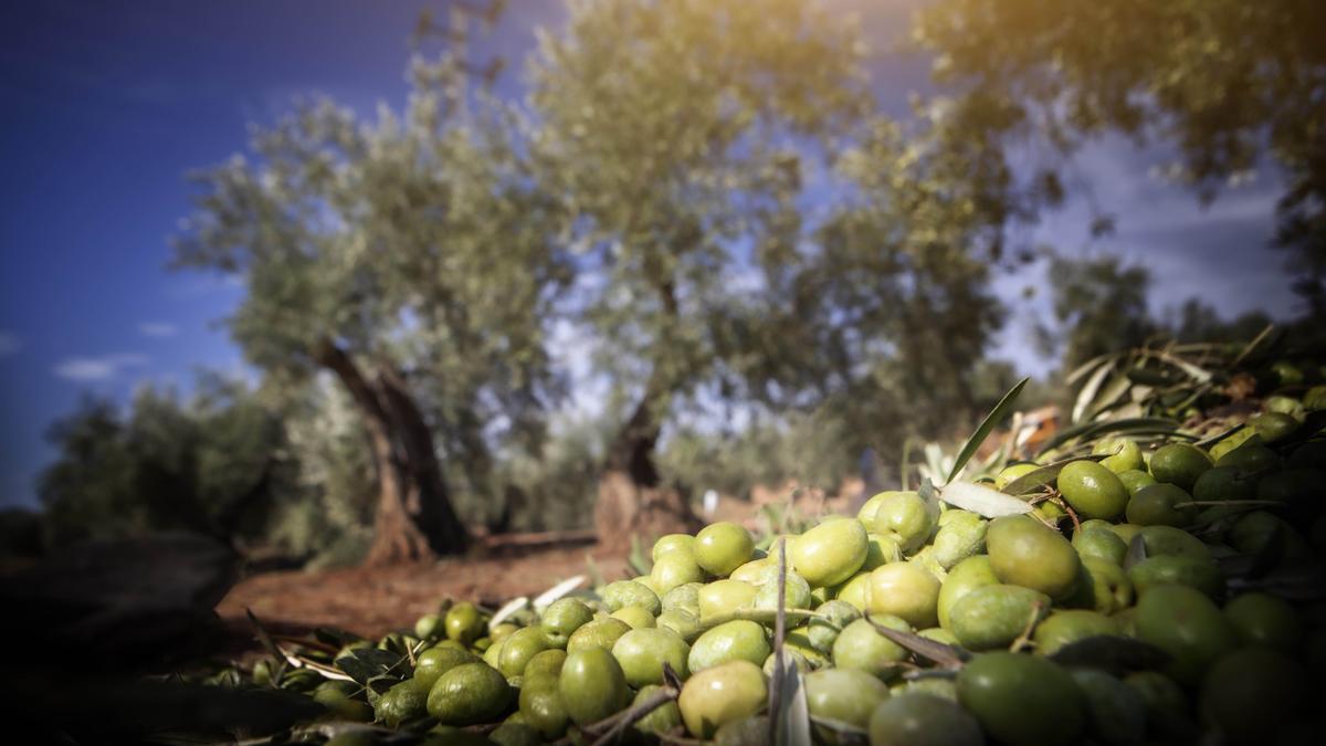 Fincas de olivar situadas en las faldas del parque natural de Sierra de Andújar (Jaén)