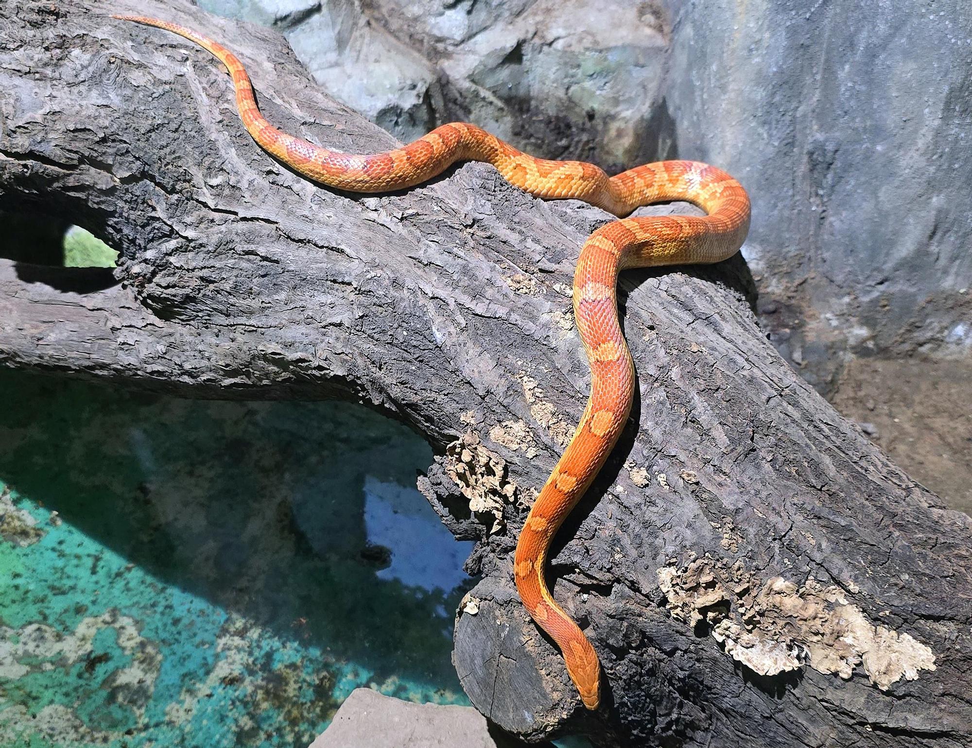 Vigo Nature, el antiguo Vigozoo, reabre en A Madroa