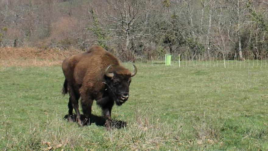 Un bisonte en el Parque de la Prehistoria de Teverga.