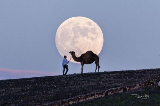 Serie 'El camello y la luna'