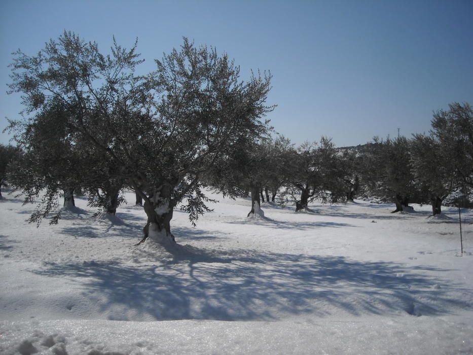 La neu va emblanquinar tota la comarca