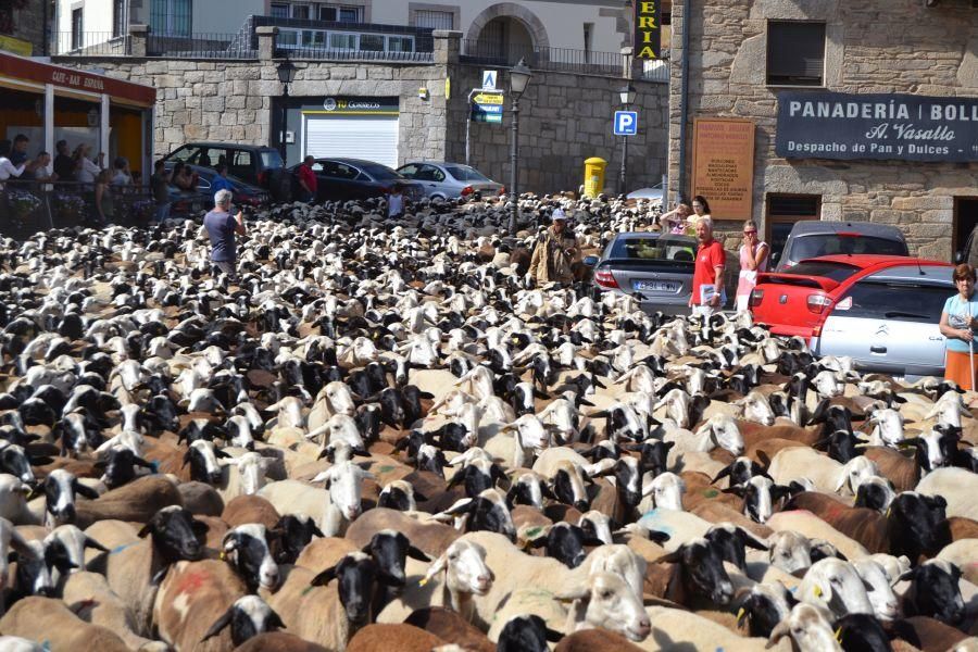 Las ovejas "toman" Puebla de Sanabria