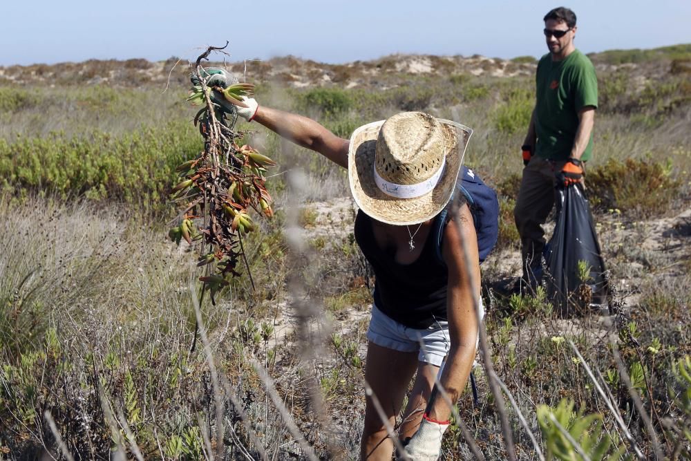 Limpieza de plantas invasoras en la Devesa del Saler