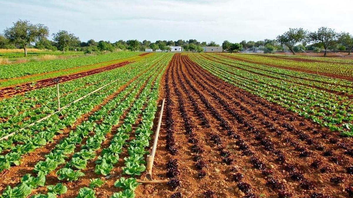 Campo de cultivo.