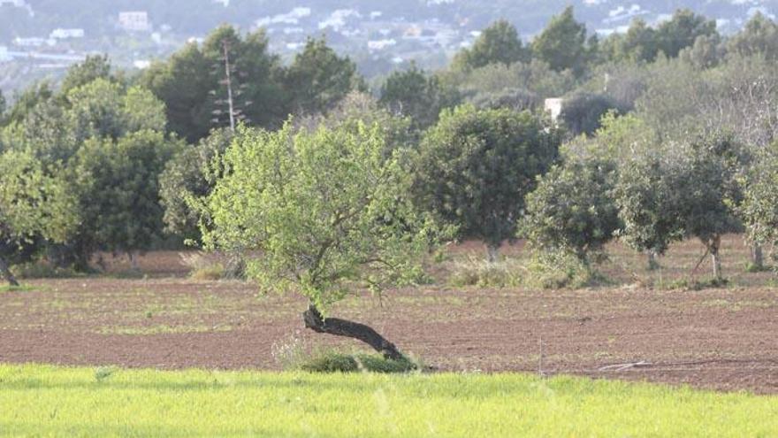 Vista de una finca agrícola de Ca na Negreta, en una imagen reciente.