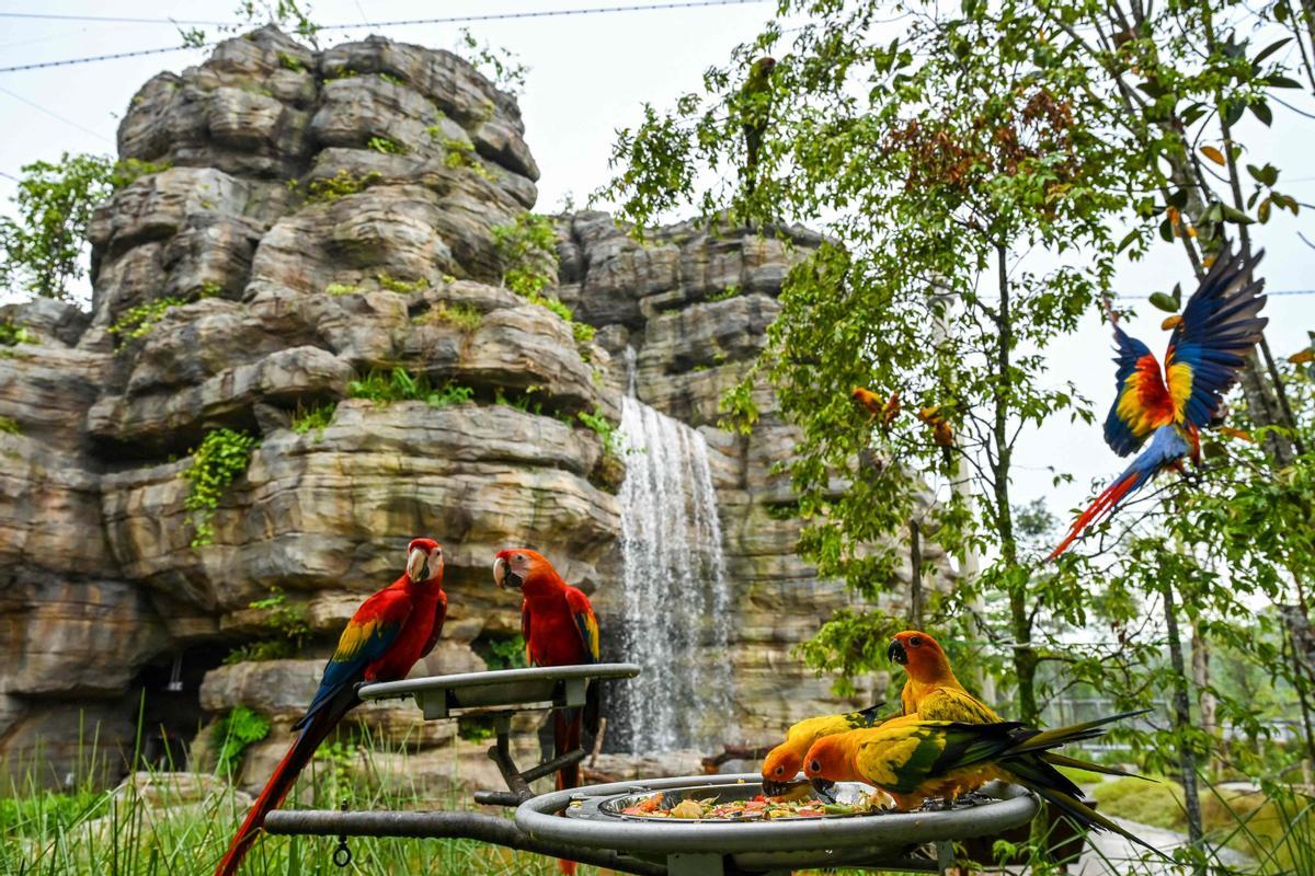 Singapur estrena el parque Paraíso de los pájaros