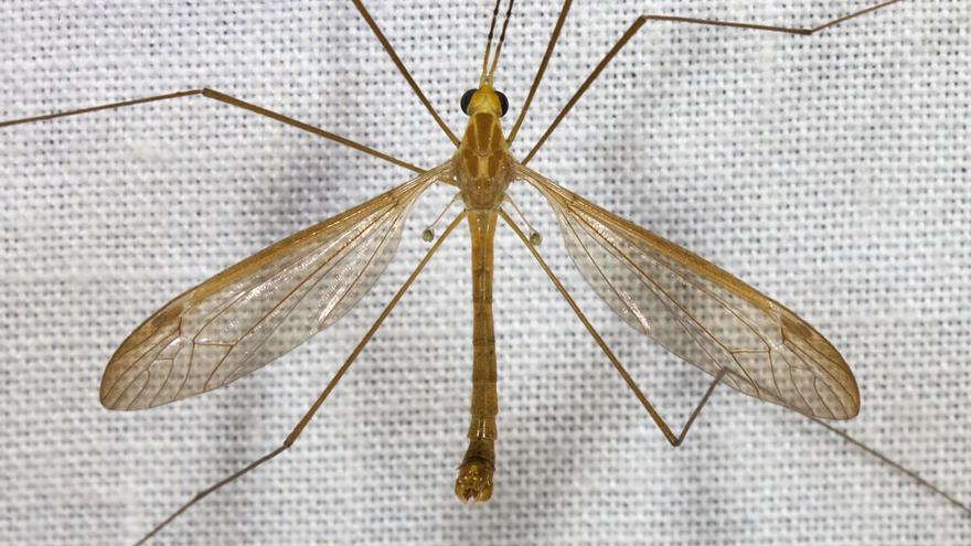 Aquest és l’únic mosquit que no pots matar