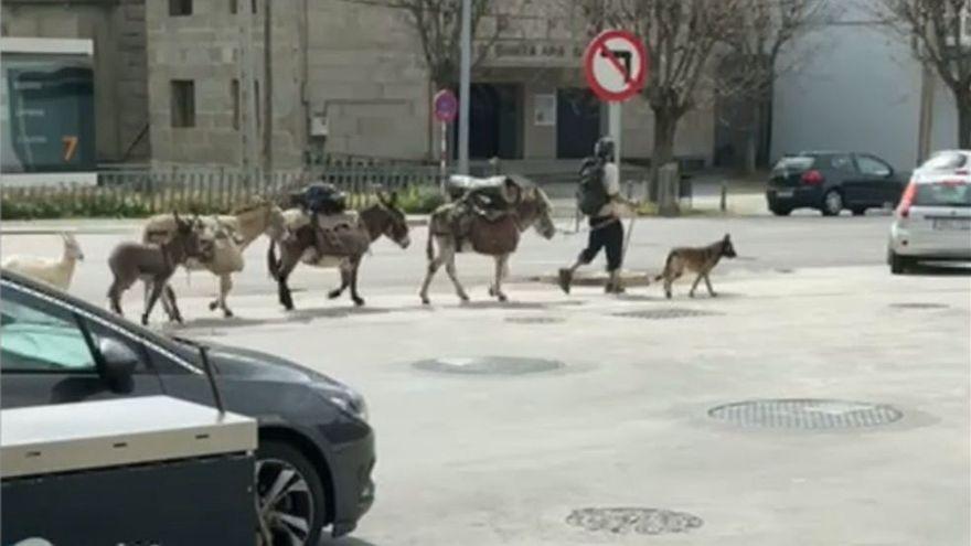 Un peregrino francés con cinco burros, tres cabras y un perro provoca un accidente de tráfico en Asturias