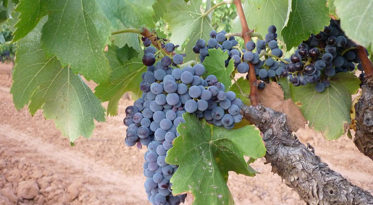 La garnacha peluda, célebre por su frescura y su capacidad para ofrecer vinos equilibrados y expresivos