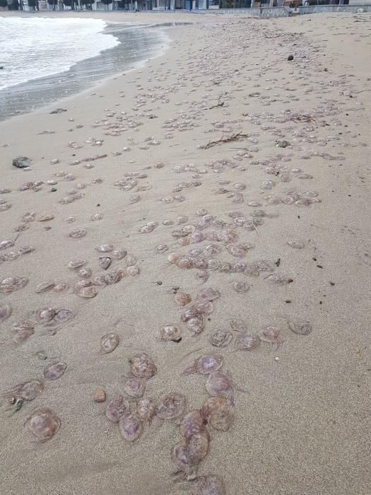 Cientos de medusas aparecen en la playa de Sóller