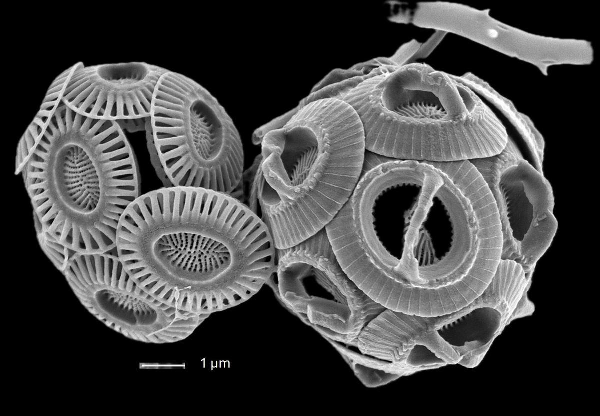 Gephyrocapsa oceanica, una especie microscópica de plancton
