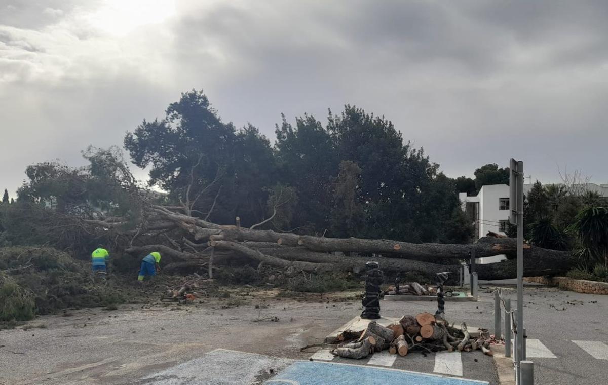 Dos operarios trabajan para retirar los pinos caídos en un aparcamiento de Cala de Bou. | M.G.