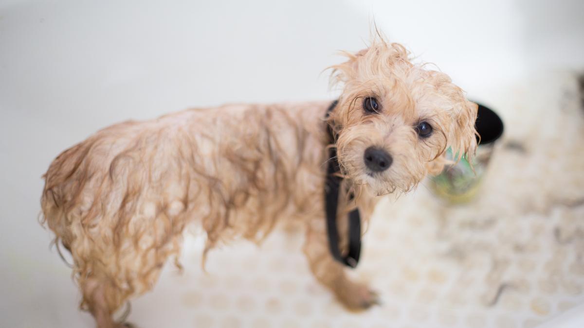 Para bañar a tu perro en invierno debes seguir estos consejos.