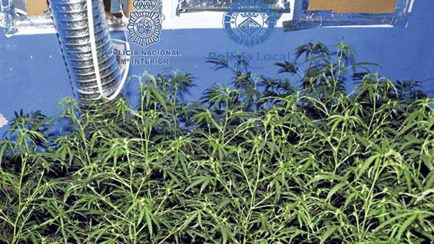 Plantación de marihuana intervenida por la Policía en Palma.