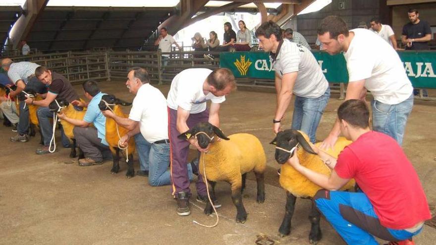 Un grupo de ovejas, durante la fase de concurso.