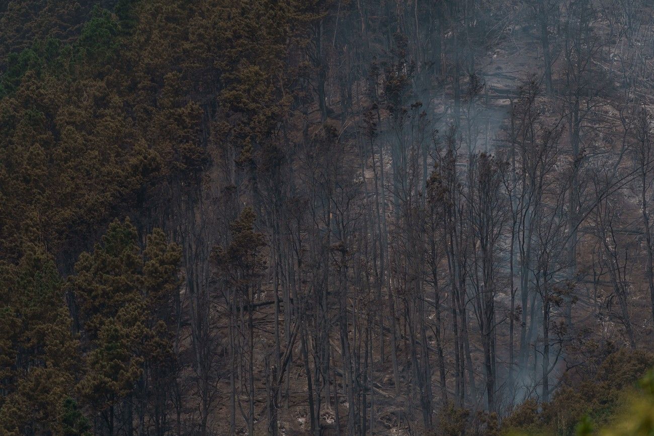 Así ha quedado el monte de Tenerife por el incendio