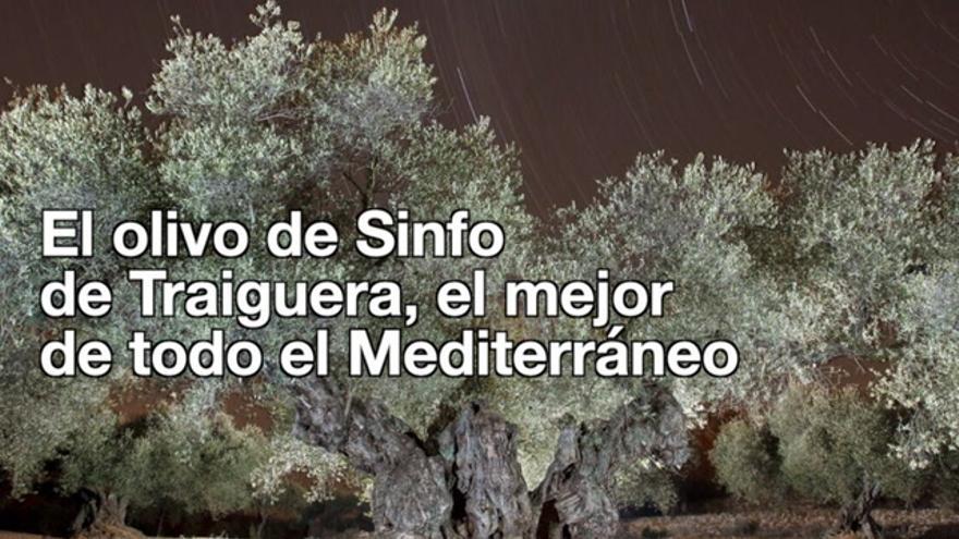 El ‘olivo de Sinfo’, el mejor de todo el Mediterráneo